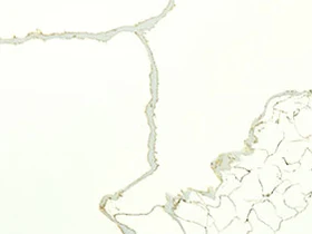 New Calacatta Laza Gold quartz slab